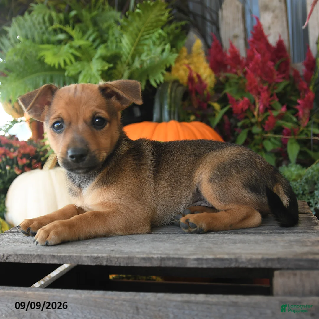Mixed Breed dogs for sale: Vester - Ad 2