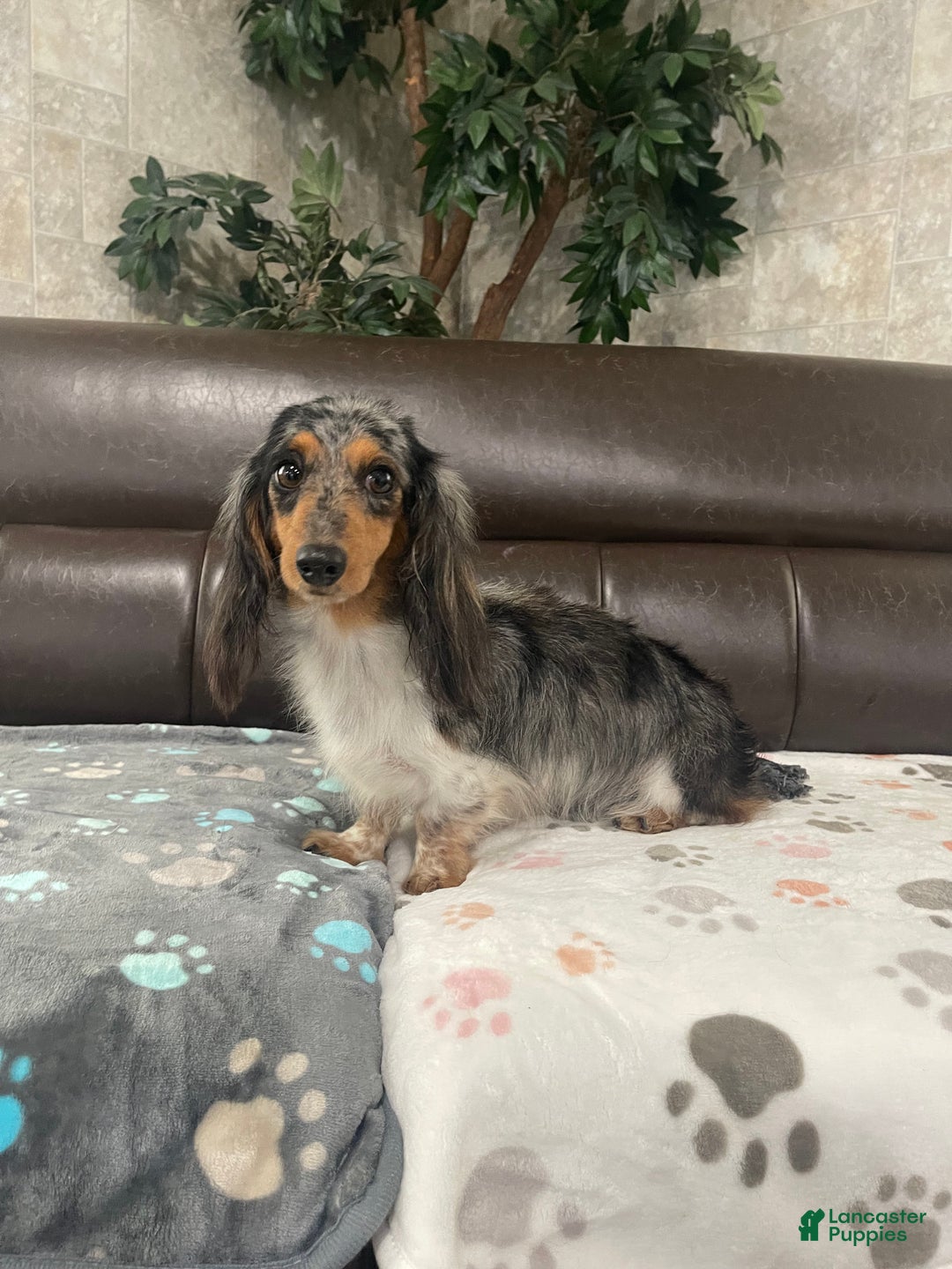 Miniature Dachshund dogs for sale: Miniature Dachshund Puppy 1 - Ad 4
