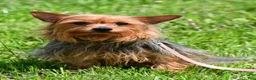 Yorkiepoo dogs for sale: Shadow - Ad 8