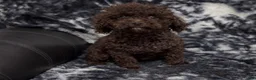 Toy Poodle dogs for sale: Benny - Ad 4