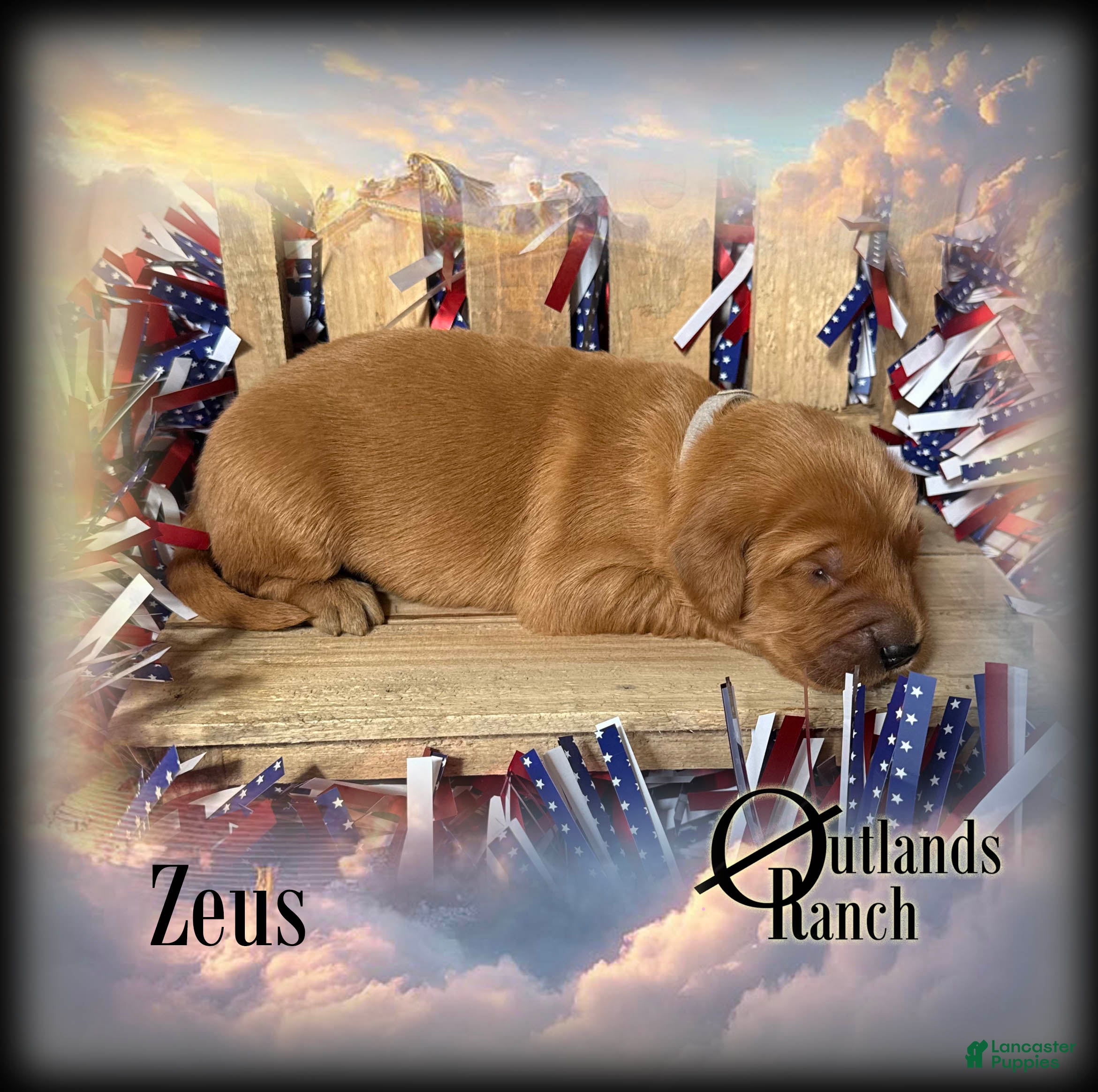 Golden Retriever dogs Zeus~Gray Collar - Ad 2