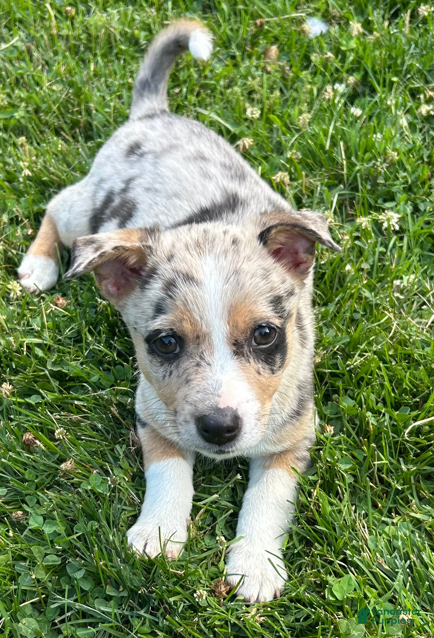 Miniature Australian Shepherd dogs Howie - Ad 7