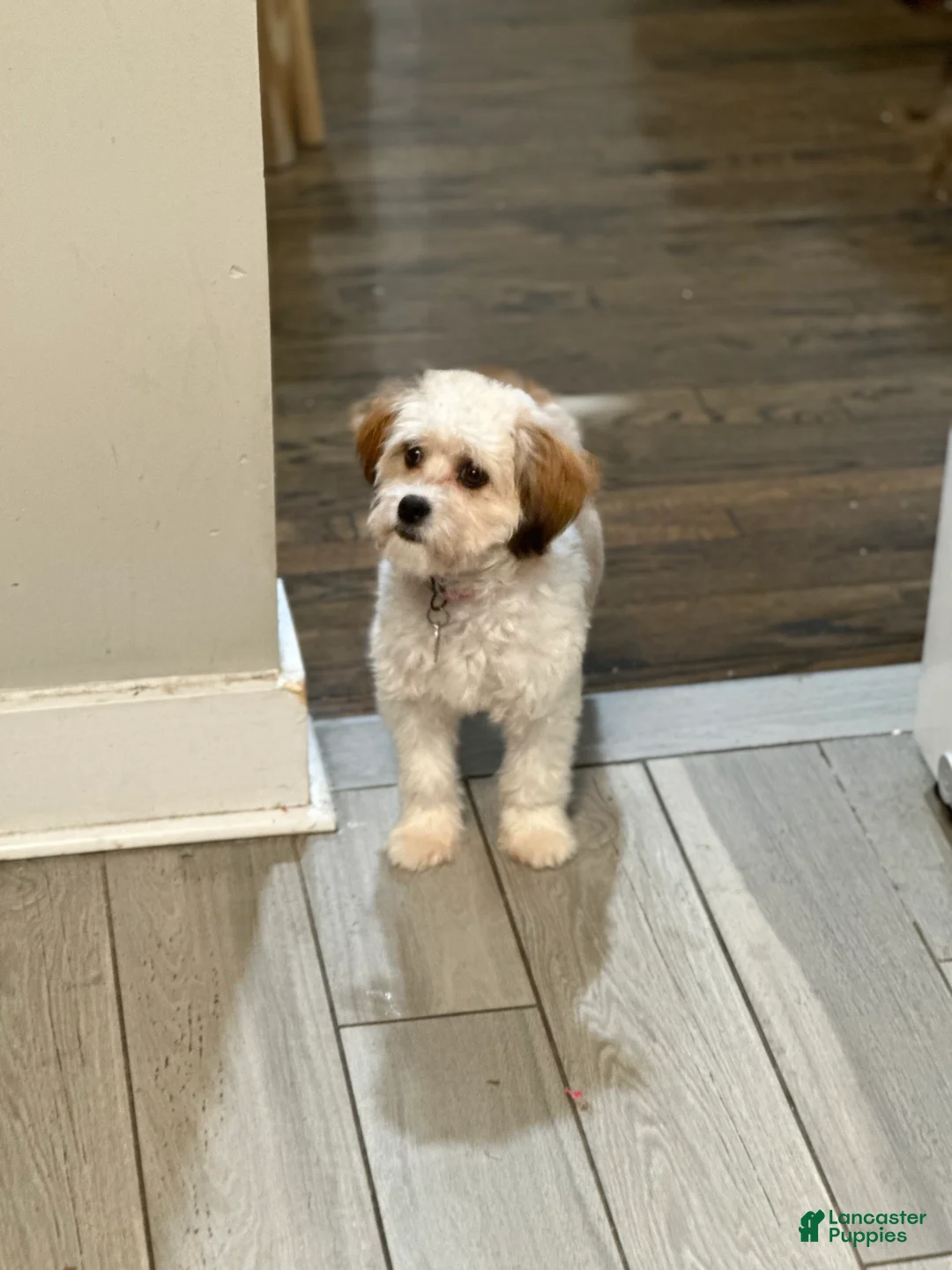 Shihpoo dogs for sale: Shihpoo Puppy 2 - Ad 2
