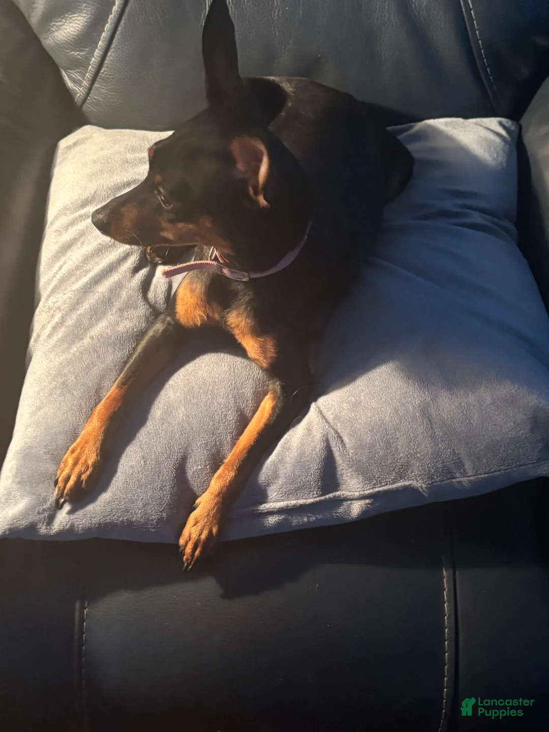 Miniature Pinscher dogs for sale: Miniature Pinscher Puppy 2 - Ad 2