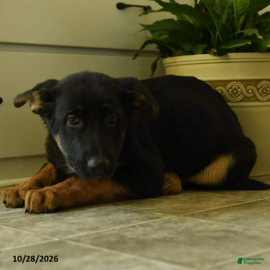 German Shepherd dogs for sale: Rogue - Ad 2