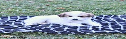 Great Pyrenees dogs for sale: Macy - Ad 6