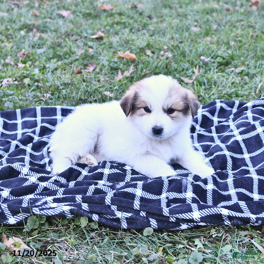 Great Pyrenees dogs for sale: Macy - Ad 6