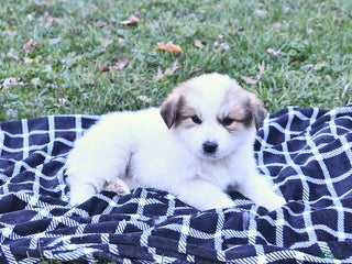 Great Pyrenees dogs Macy - Ad 6