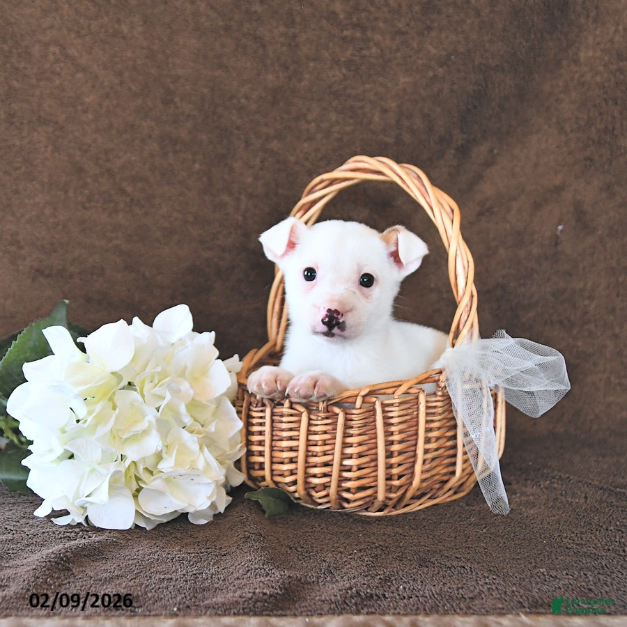 Jack Russell Terrier dogs Loki - Ad 12