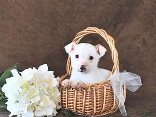 Jack Russell Terrier dogs Loki - Ad 7