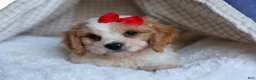 Cavachon dogs for sale: ROSCOE - Ad 9