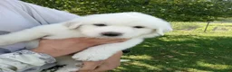 Great Pyrenees dogs for sale: Sage - Ad 1