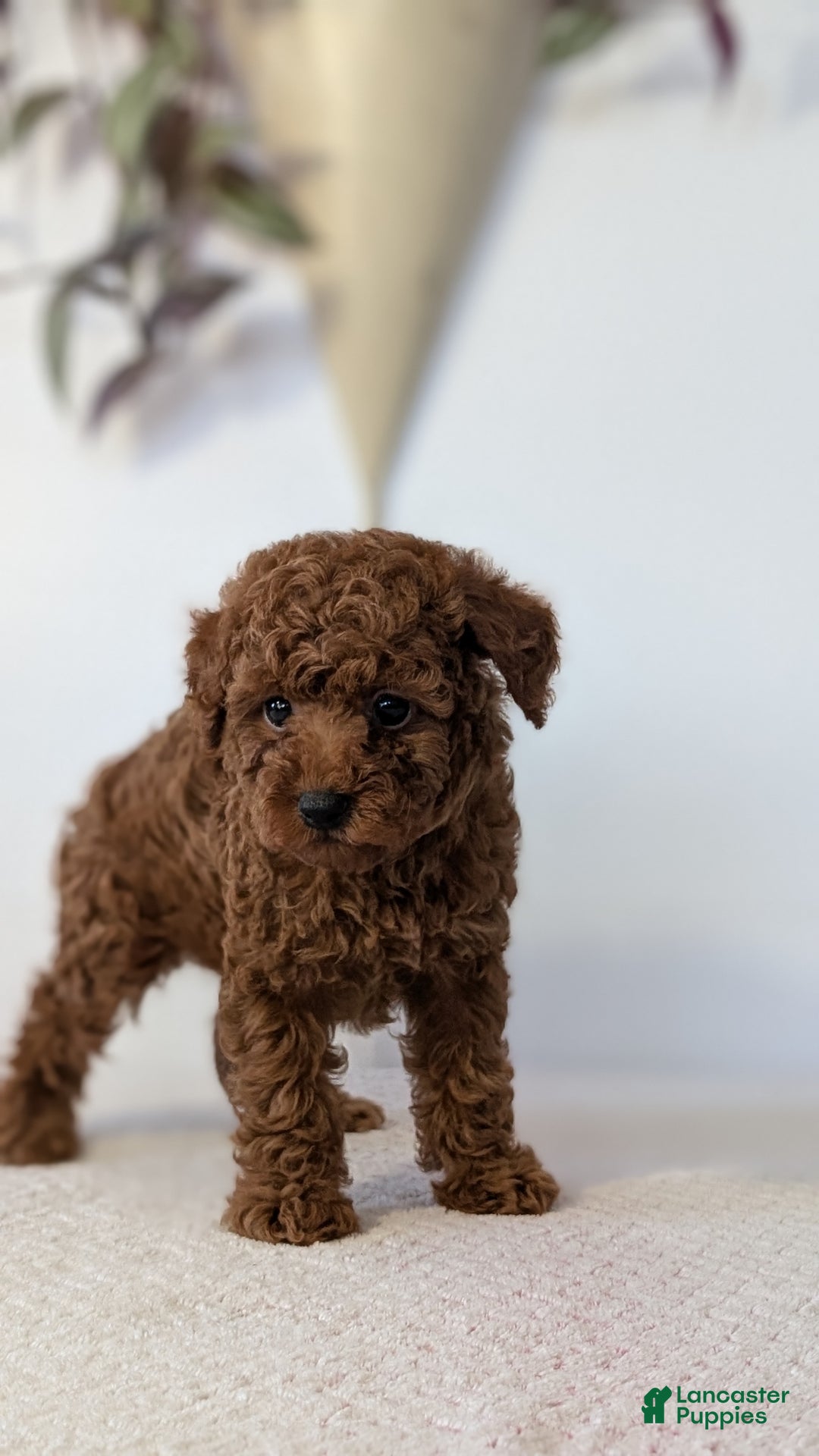 Toy Poodle dogs for sale: Cash - Ad 6