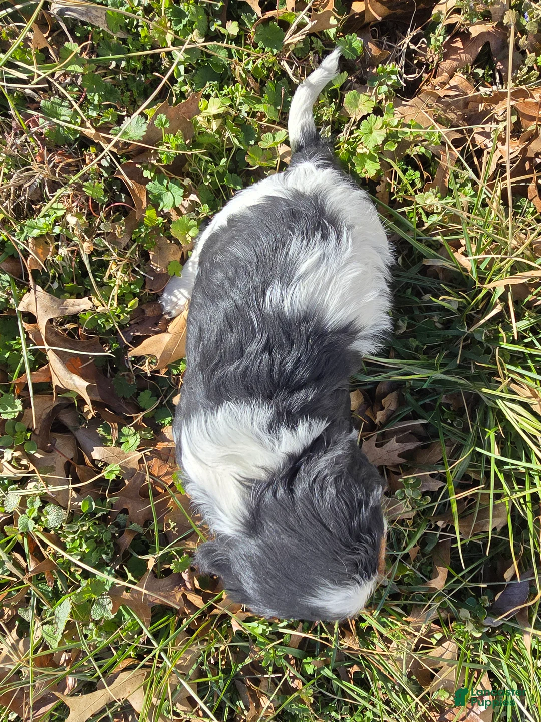 Cavalier King Charles Spaniel dogs for sale: Desiree - Ad 9