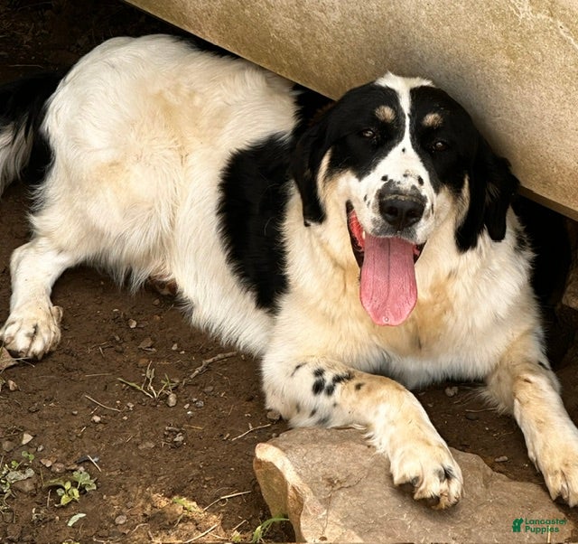 Mixed Breed dogs Gracie - Ad 2
