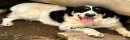 Mixed Breed dogs for sale: Gracie - Ad 2