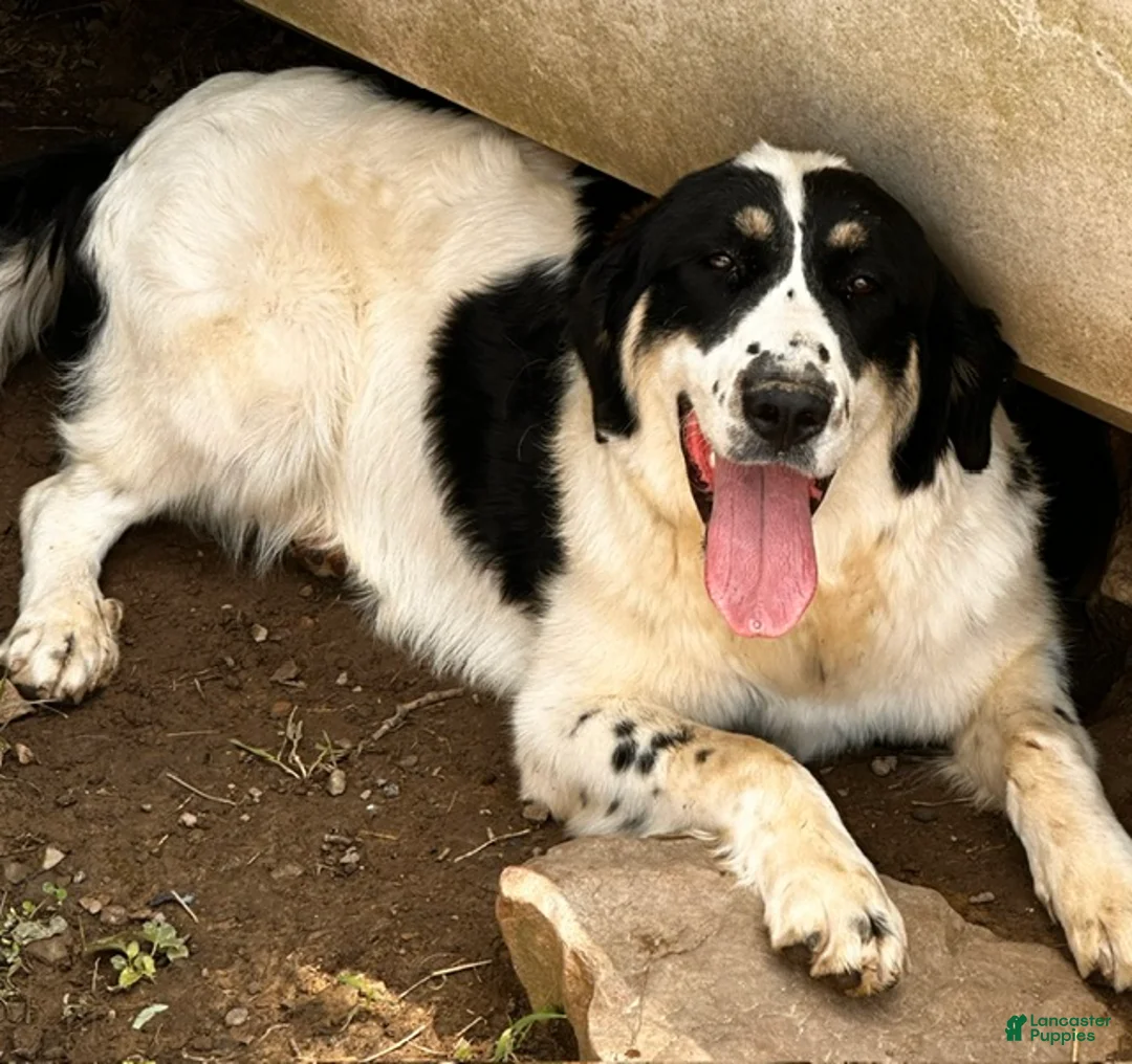 Mixed Breed dogs for sale: Gracie - Ad 2