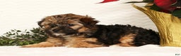 Yorkiepoo dogs for sale: Rosie  3lbs - Ad 4