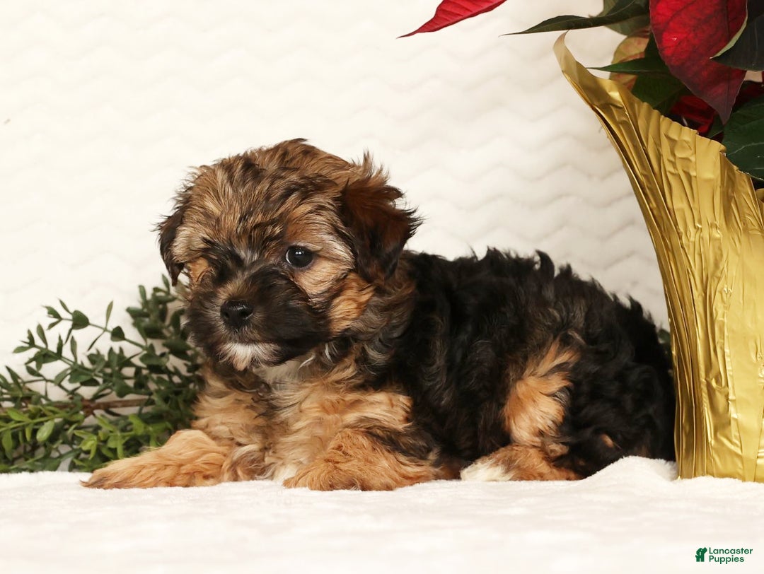 Yorkiepoo dogs for sale: Rosie  3lbs - Ad 4