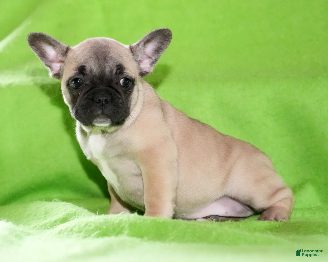 French Bulldog dogs for sale: Carla - Ad 4