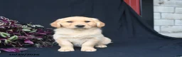 Golden Retriever dogs for sale: Snickerdoodle  - Ad 2