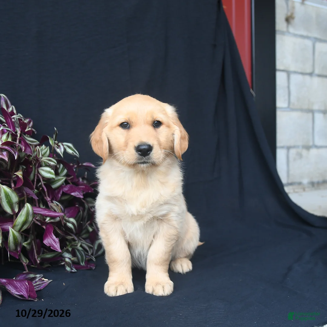 Golden Retriever dogs for sale: Snickerdoodle  - Ad 2