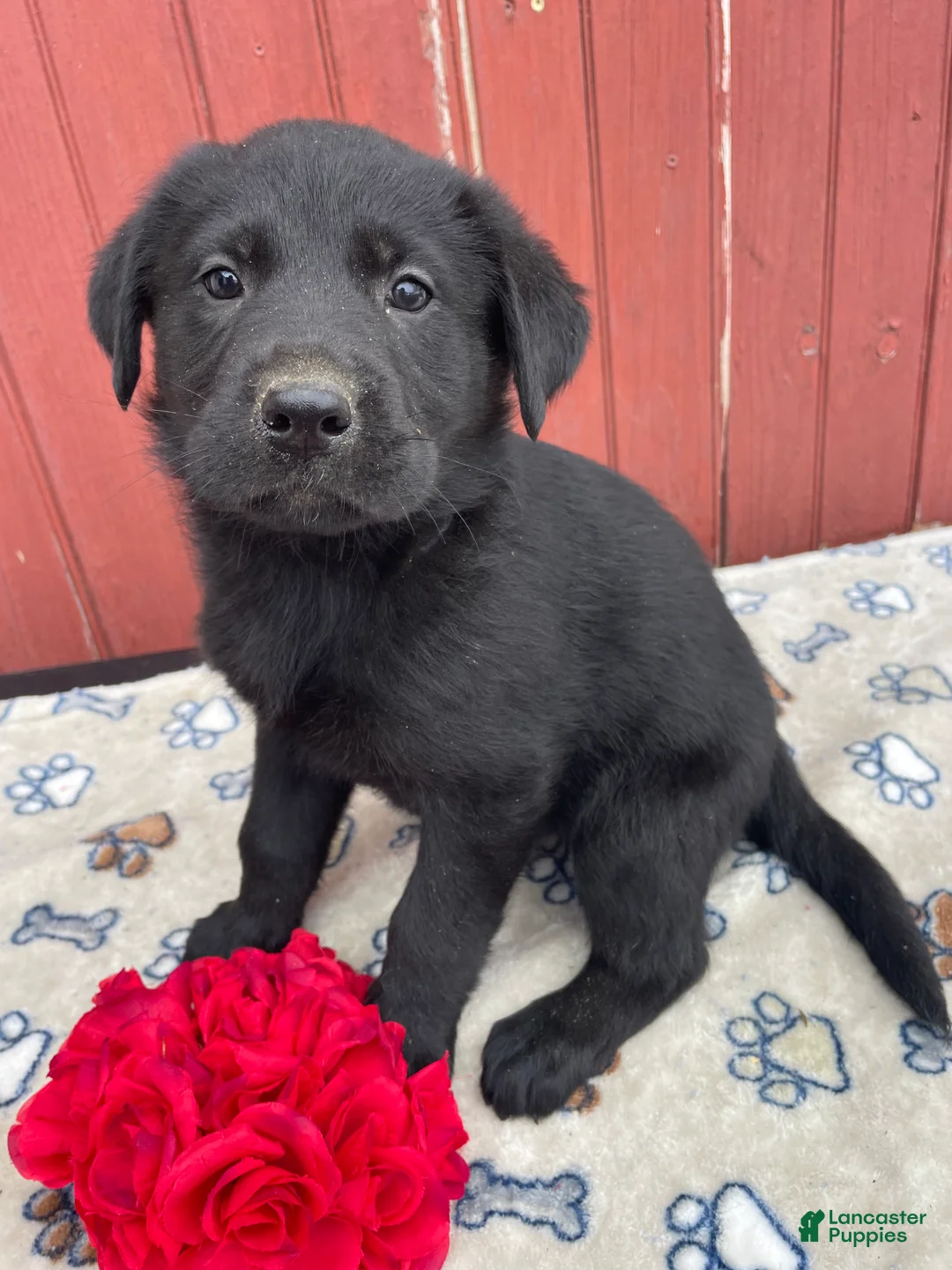 Sheprador dogs for sale: Millie - Ad 4