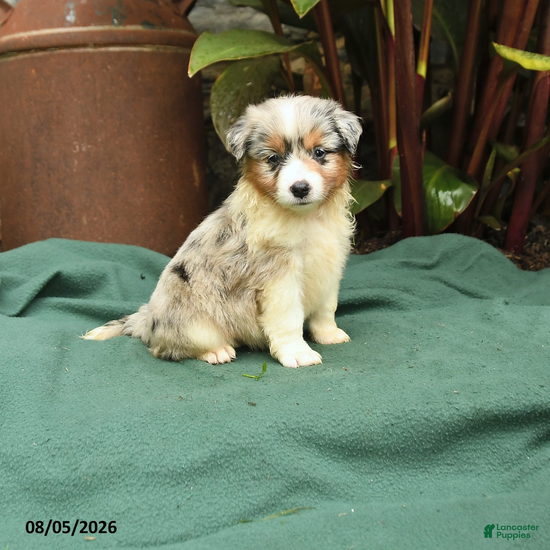 Miniature Australian Shepherd dogs Scharlot - Ad 1