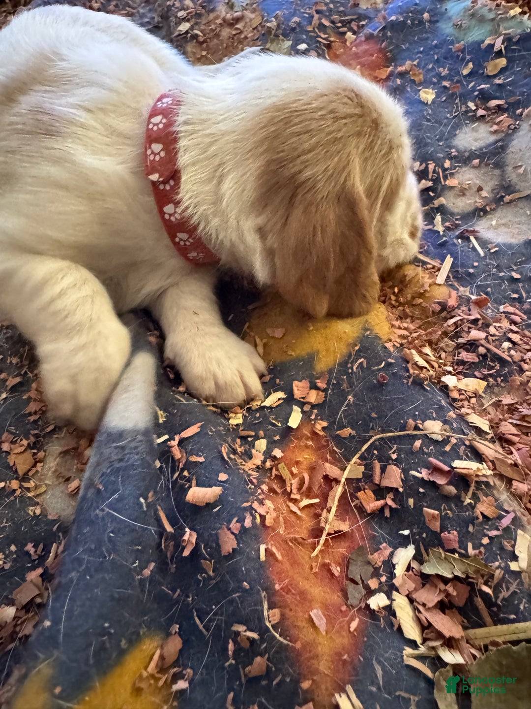 Basset Hound dogs for sale: Basset Hound Puppy 2 - Ad 1