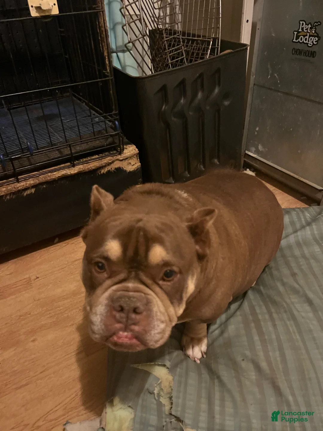 American Bully dogs for sale: American Bully Puppy 2 - Ad 5
