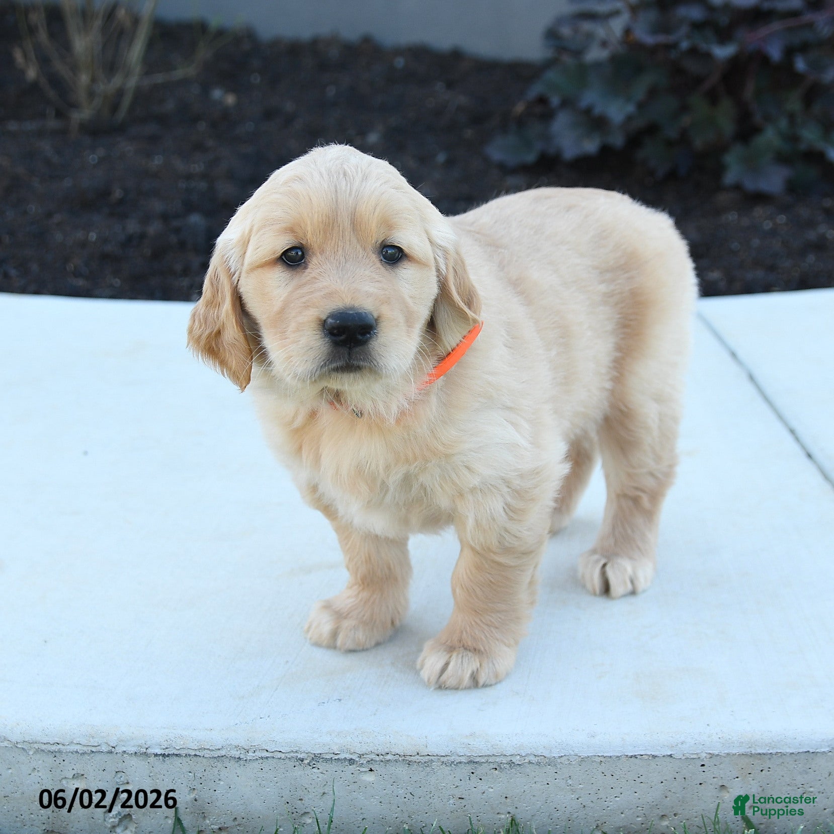 Golden Retriever dogs for sale: Wendy - Ad 1
