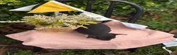 Chihuahua dogs for sale: Lacey - Ad 11
