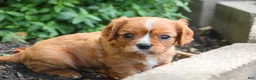 Cavalier King Charles Spaniel dogs for sale: Grace Cavalier King Charles Spaniel  - Ad 8