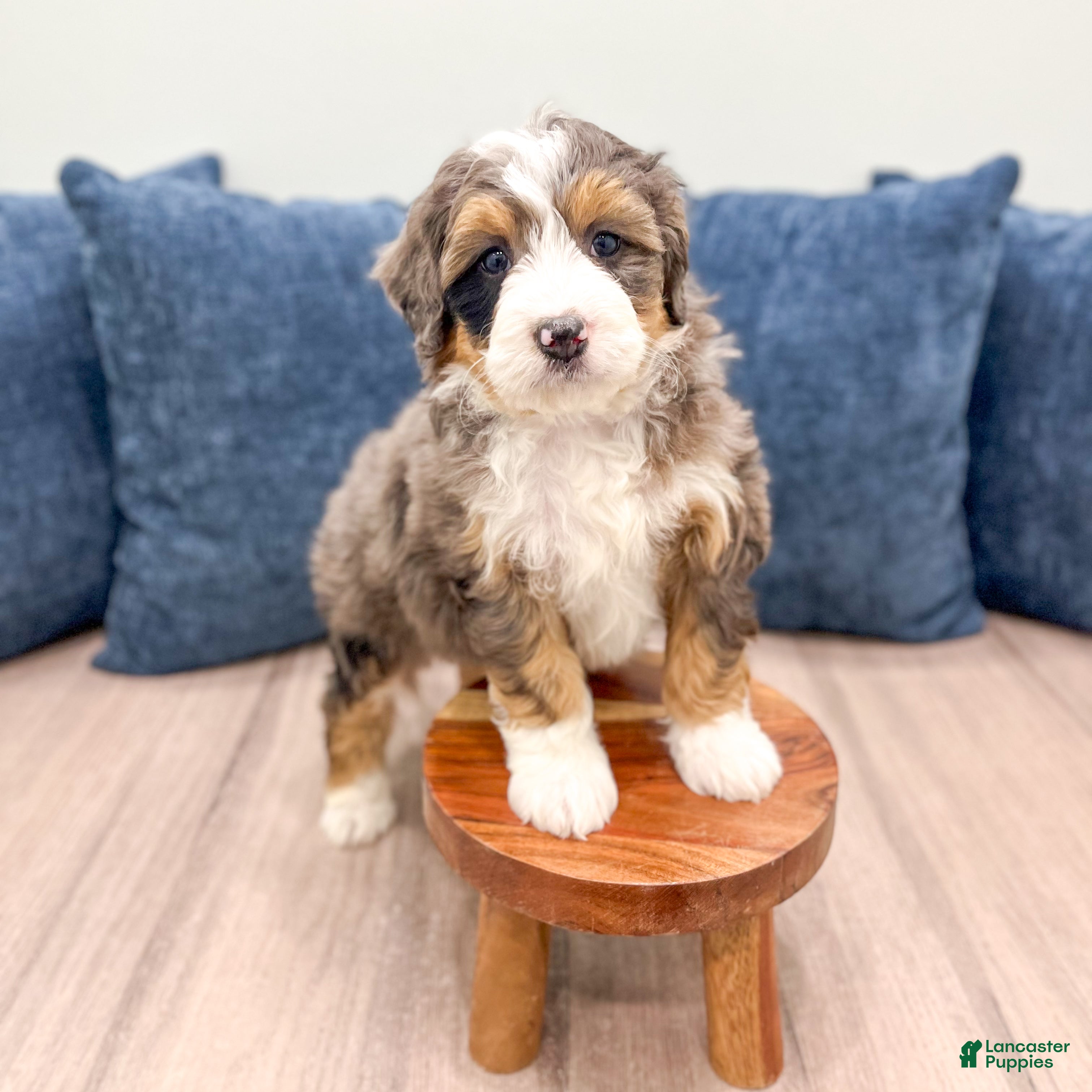 Mini Bernedoodle dogs Ruby - Ad 2