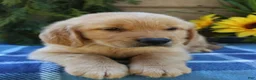 Golden Retriever dogs for sale: Rusty - Ad 7
