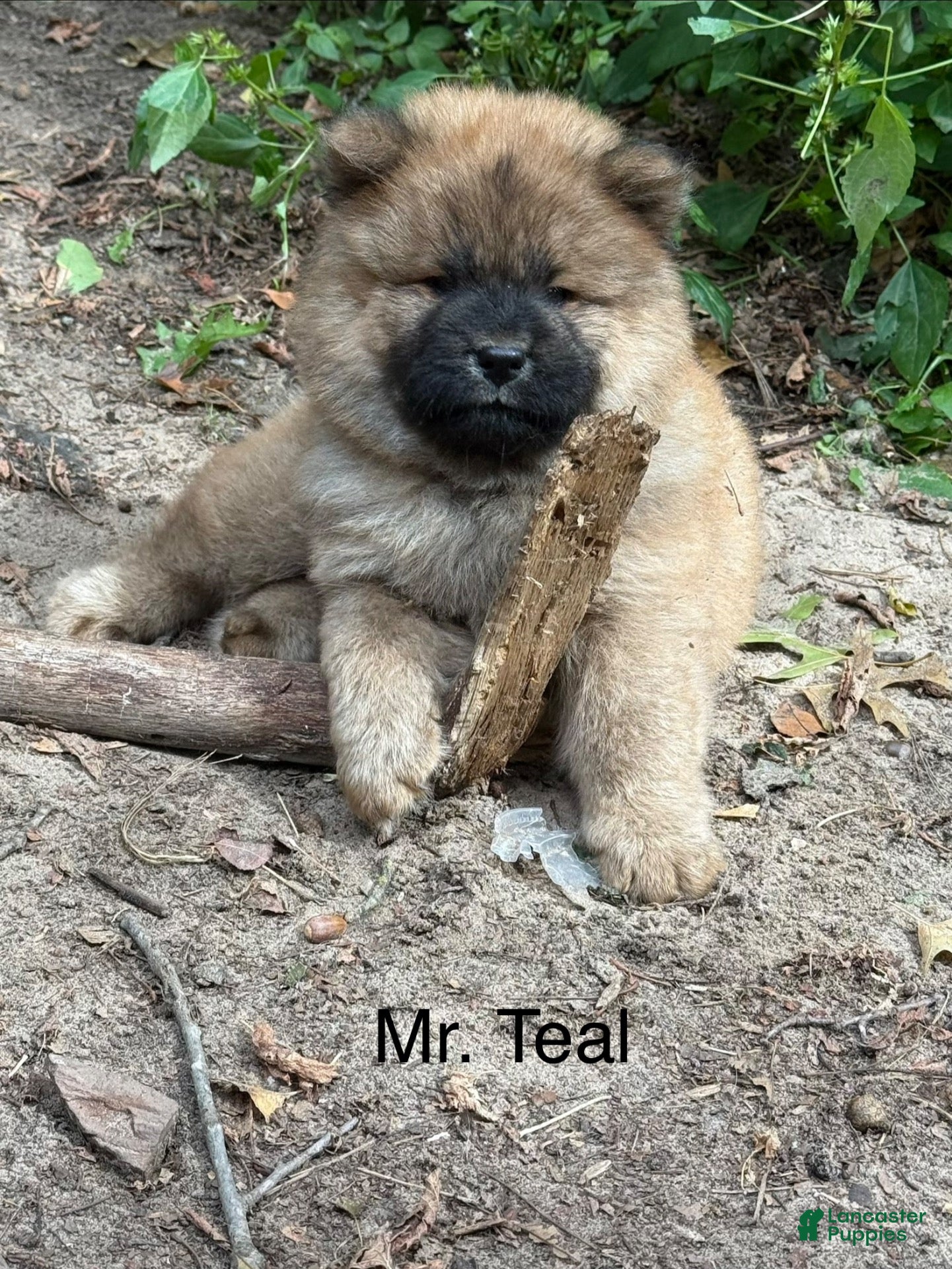 Chow Chow dogs for sale: Mr. Teal - Ad 1