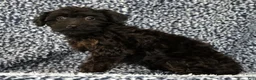 Yorkiepoo dogs for sale: Zara - Ad 7