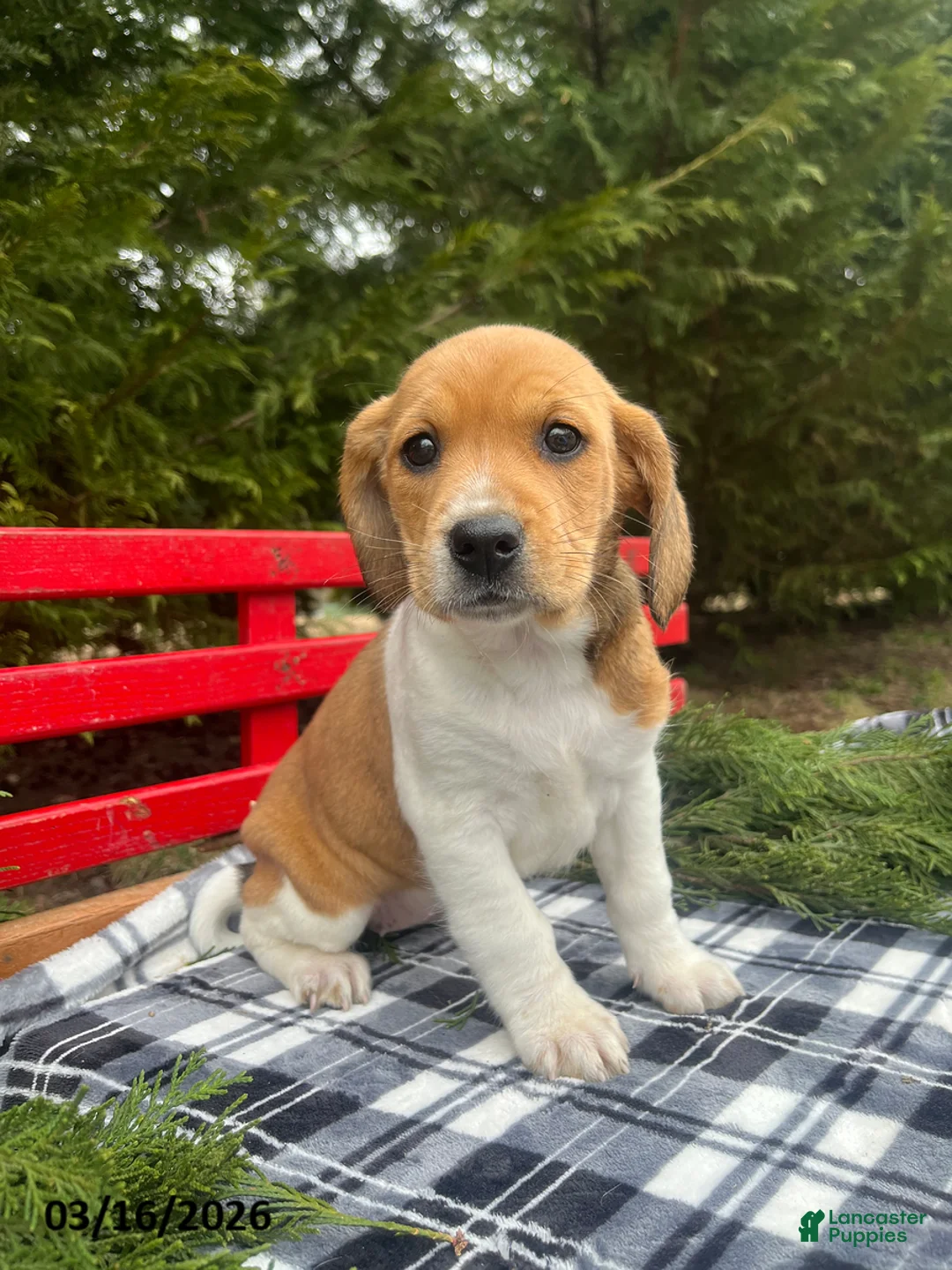 Beagle dogs for sale: Abby - Ad 1