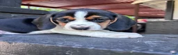 Beagle dogs for sale: Blossom ❤️ - Ad 5