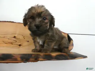 Morkie dogs Morkie Puppy 3 Sparky - Ad 24