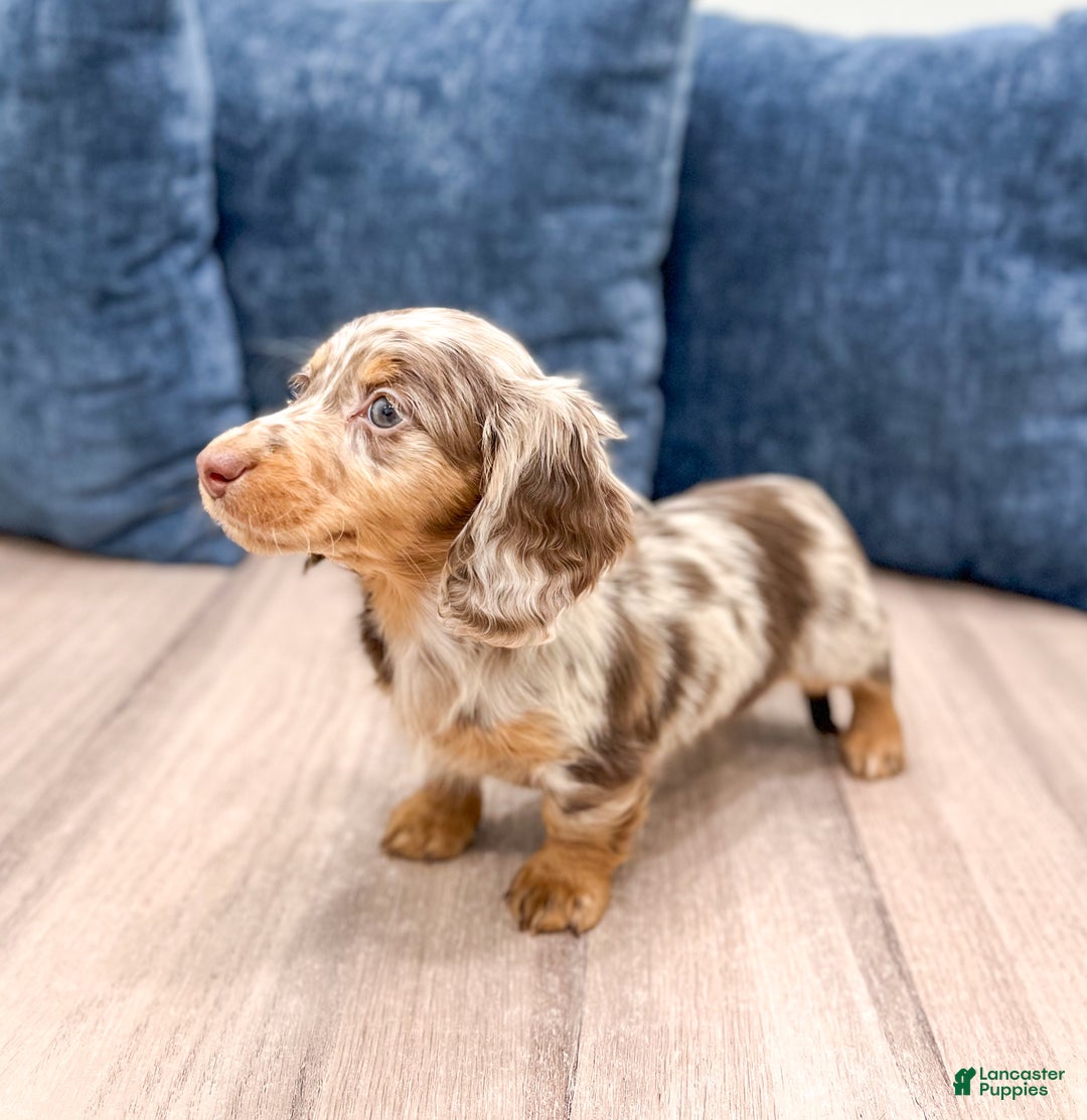 Miniature Dachshund dogs for sale: Biscuit - Ad 3