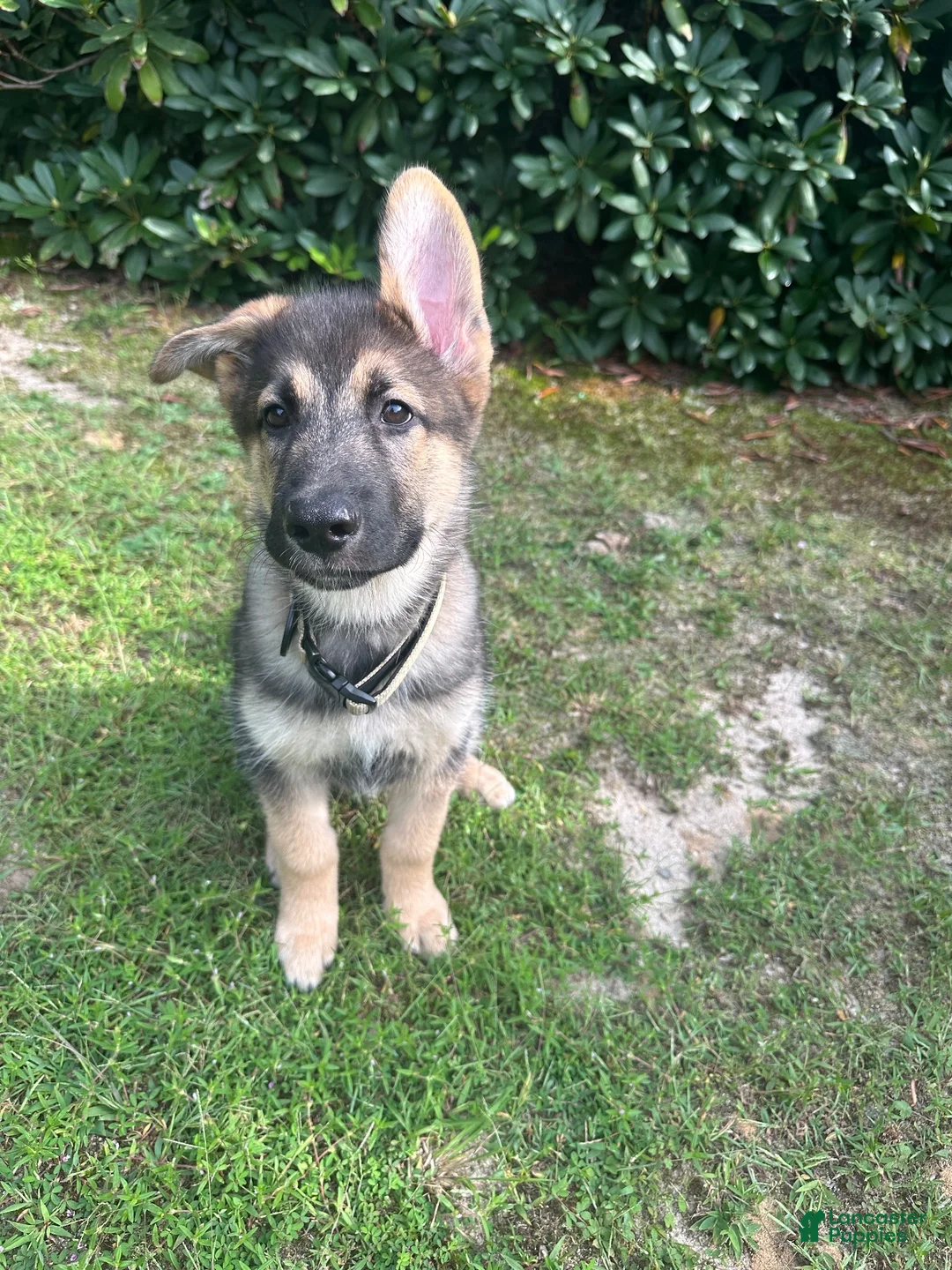 Gerberian Shepsky dogs for sale: Apollo - Ad 5