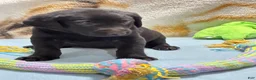 Labrador Retriever dogs for sale: Bella - Ad 41