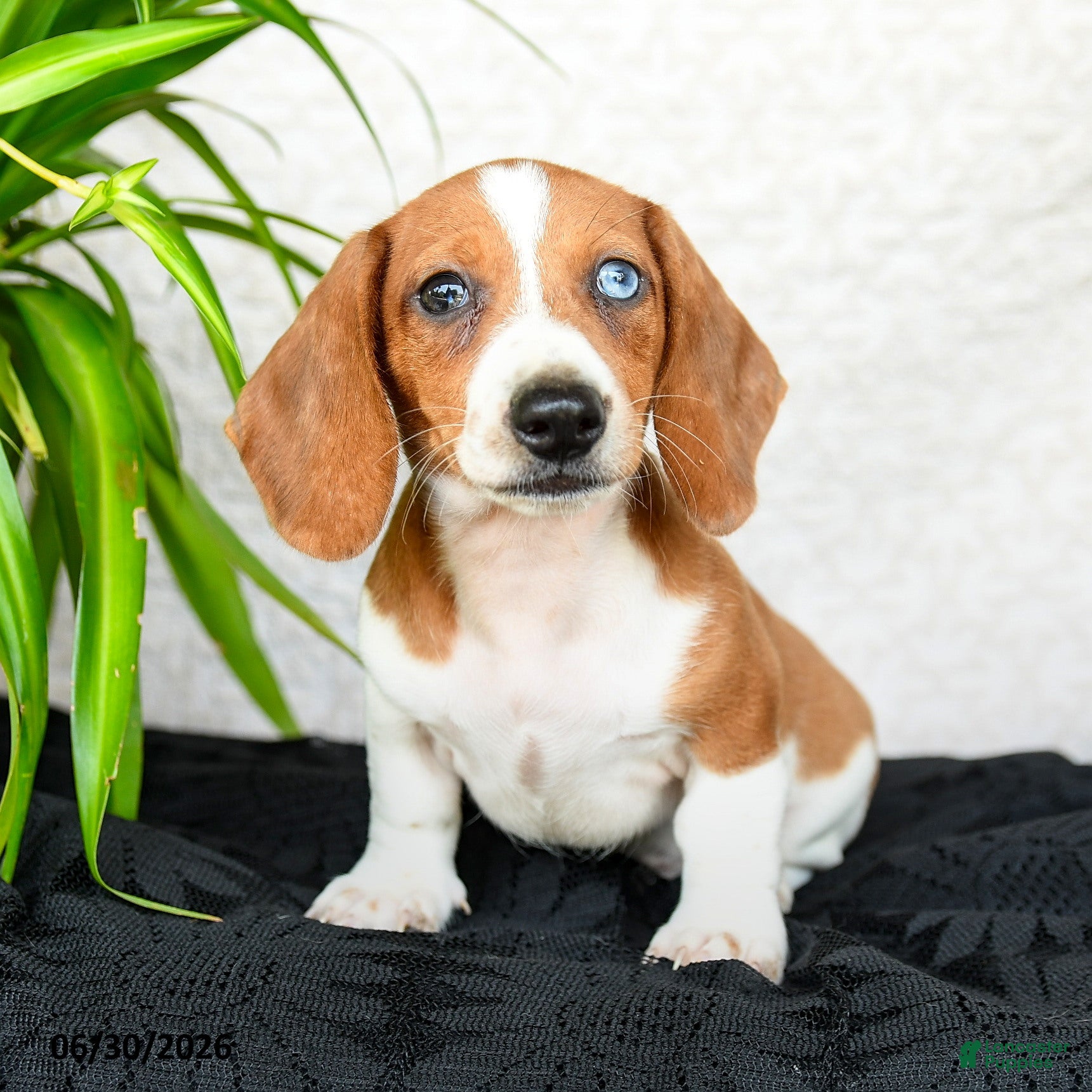 Miniature Dachshund dogs Wonder  - Ad 2