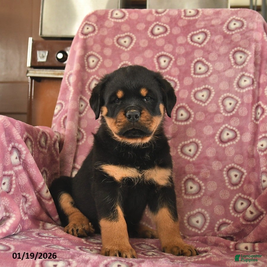 Rottweiler dogs Star  - Ad 4