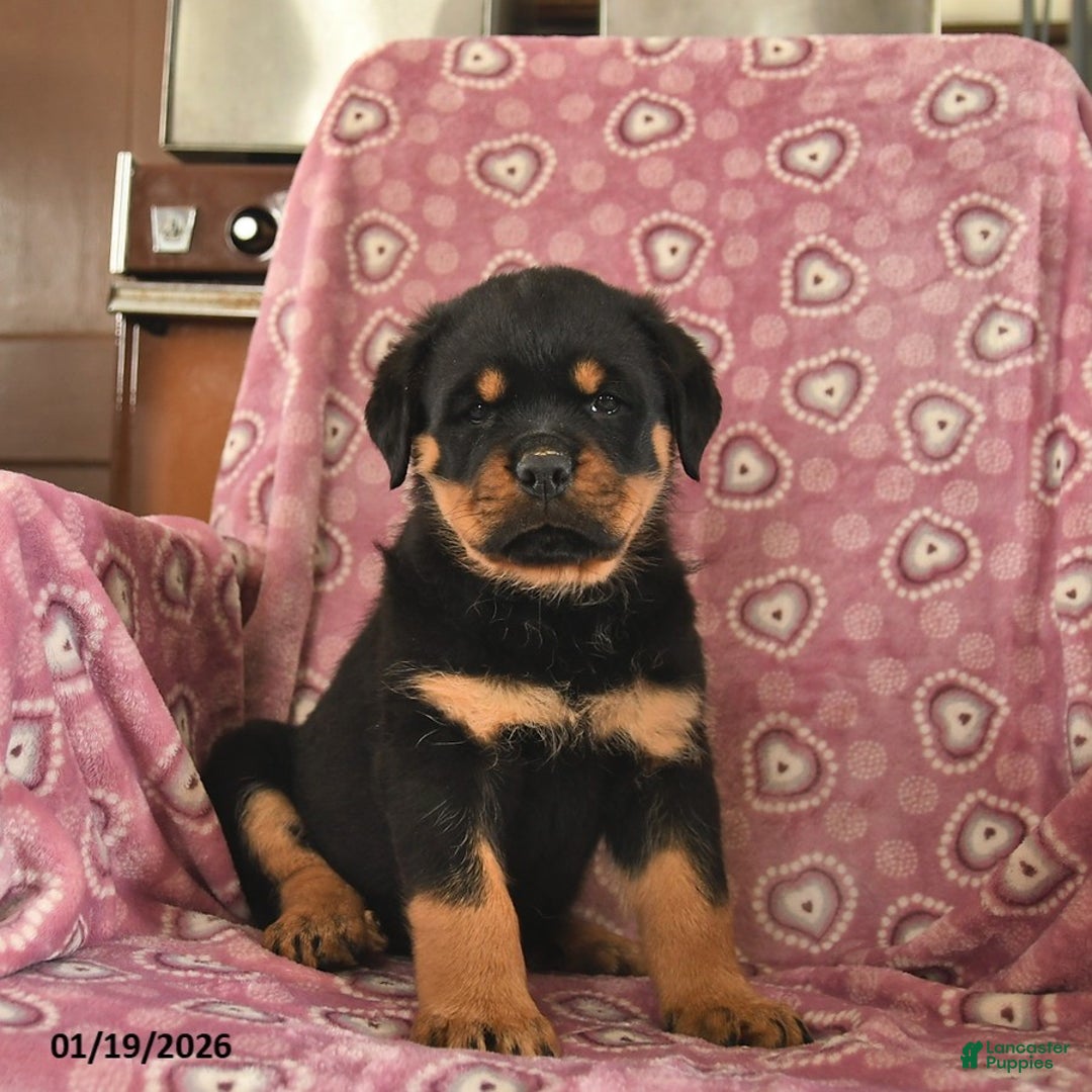Rottweiler dogs for sale: Star  - Ad 1