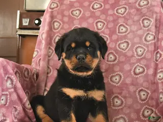 Rottweiler dogs Star - Ad 16
