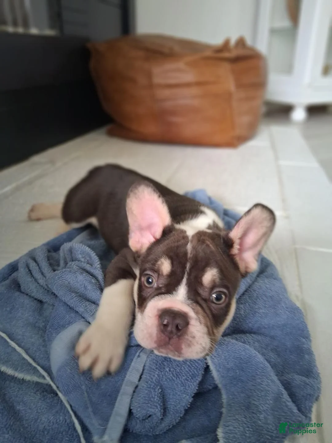 French Bulldog dogs for sale: Jasper  - Ad 3