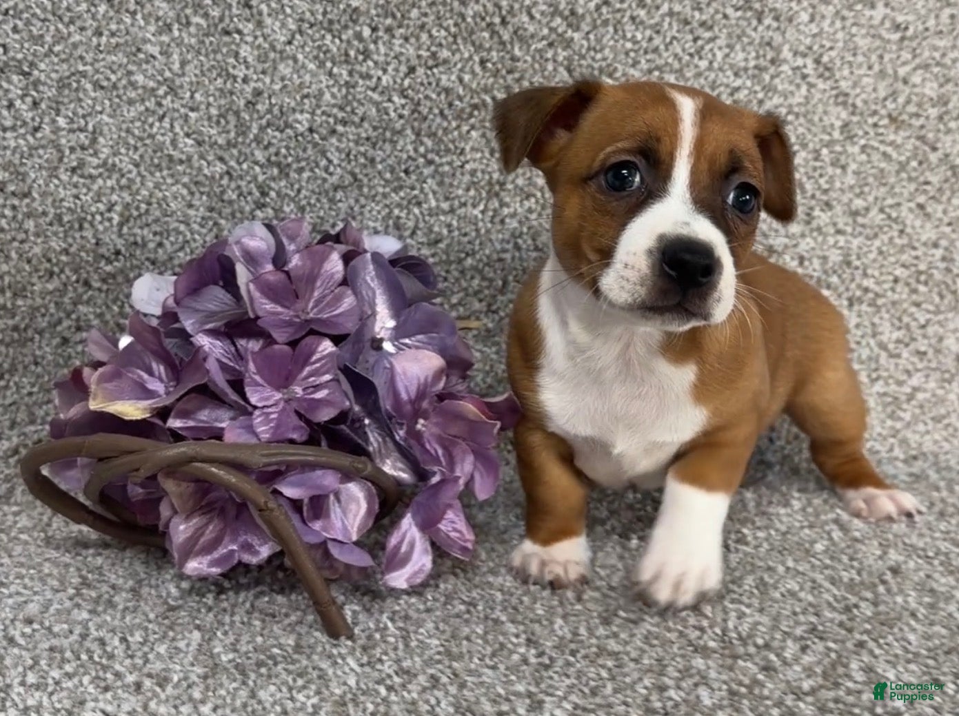Jack Russell Terrier dogs Sally - Ad 2