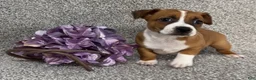 Jack Russell Terrier dogs for sale: Sally - Ad 2